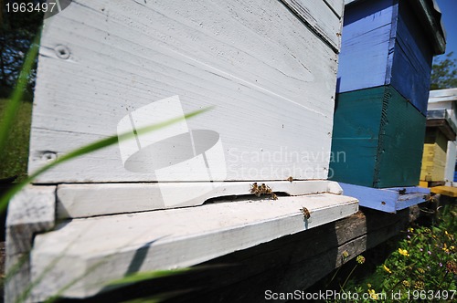 Image of bee home at meadow