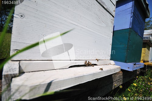 Image of bee home at meadow