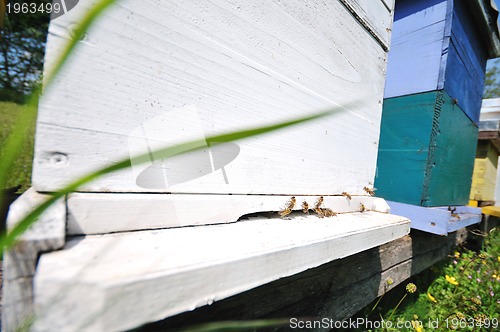 Image of bee home at meadow