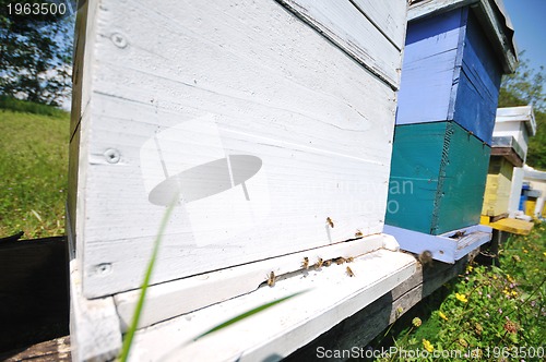 Image of bee home at meadow