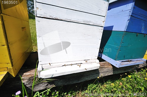 Image of bee home at meadow