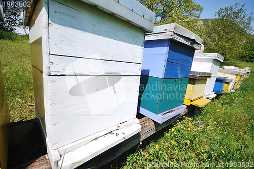 Image of bee home at meadow