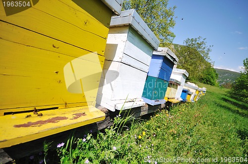 Image of bee home at meadow