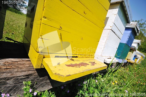 Image of bee home at meadow