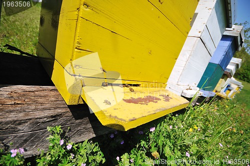 Image of bee home at meadow