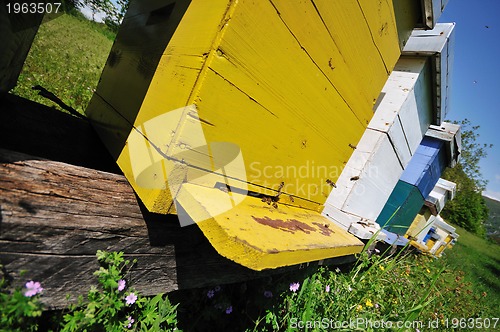 Image of bee home at meadow