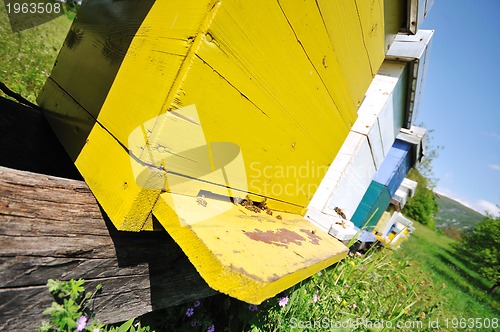 Image of bee home at meadow