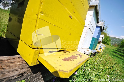 Image of bee home at meadow