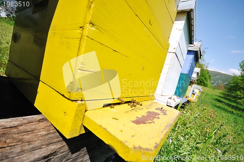 Image of bee home at meadow