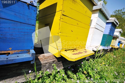 Image of bee home at meadow