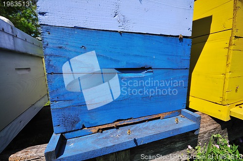 Image of bee home at meadow