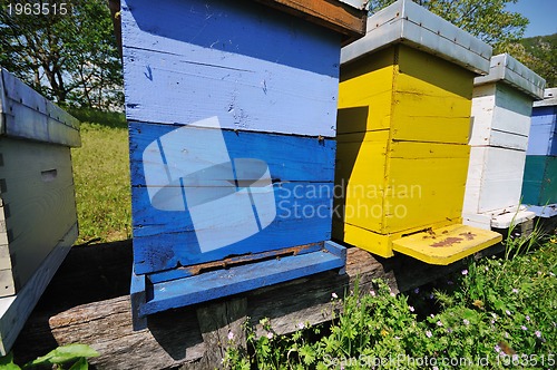 Image of bee home at meadow