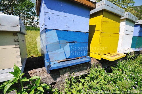 Image of bee home at meadow