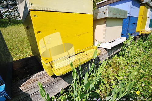 Image of bee home at meadow