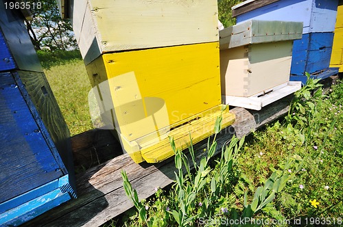 Image of bee home at meadow