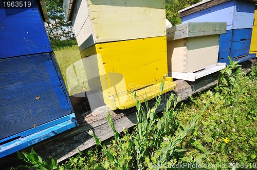 Image of bee home at meadow