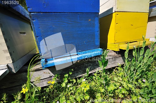 Image of bee home at meadow