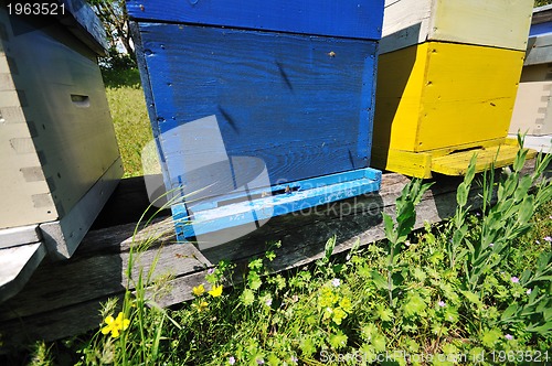 Image of bee home at meadow