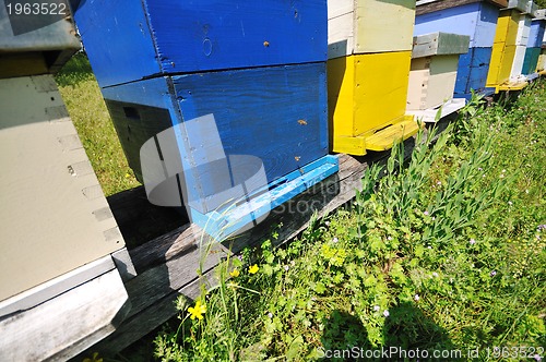 Image of bee home at meadow