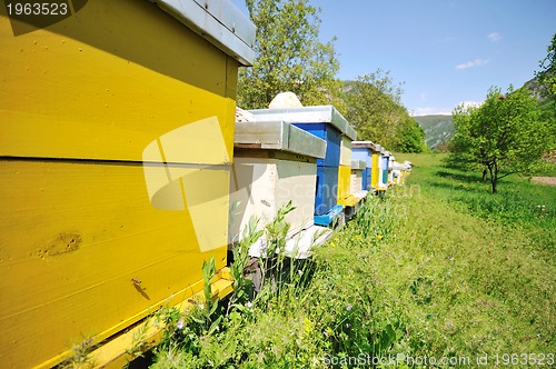 Image of bee home at meadow