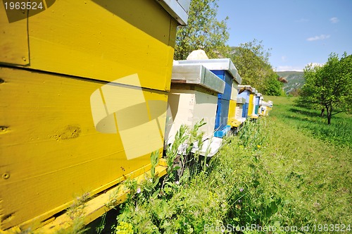 Image of bee home at meadow