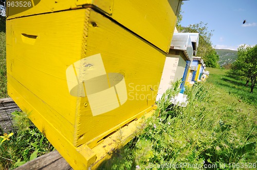 Image of bee home at meadow