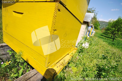 Image of bee home at meadow