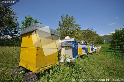 Image of bee home at meadow