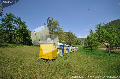 Image of bee home at meadow