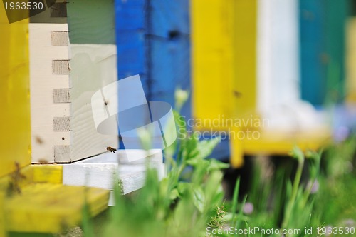 Image of bee home at meadow