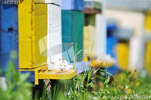 Image of bee home at meadow