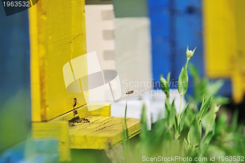 Image of bee home at meadow