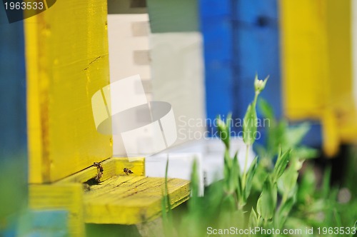 Image of bee home at meadow