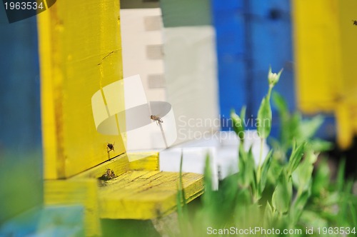 Image of bee home at meadow