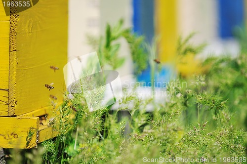 Image of bee home at meadow