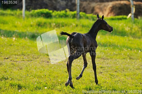 Image of baby horse