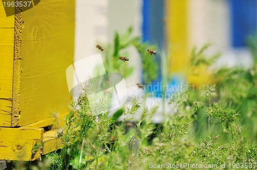 Image of bee home at meadow