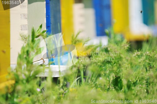 Image of bee home at meadow