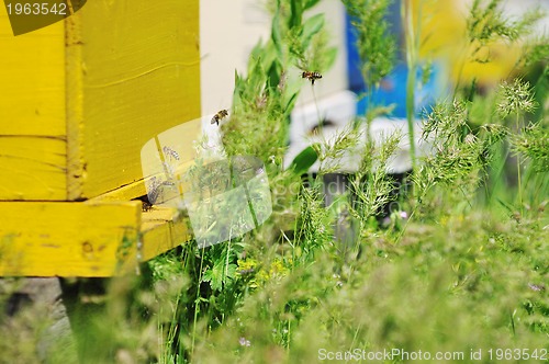 Image of bee home at meadow