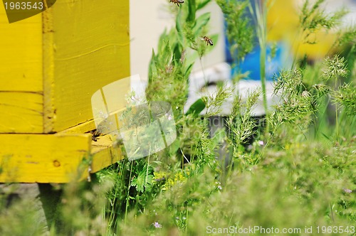 Image of bee home at meadow