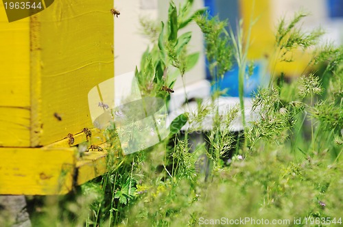 Image of bee home at meadow