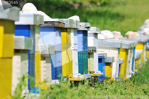 Image of bee home at meadow