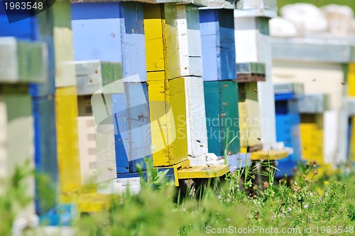 Image of bee home at meadow