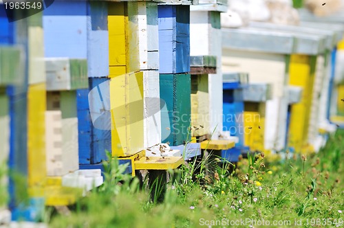 Image of bee home at meadow