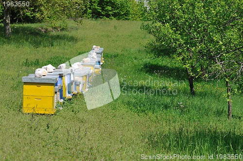 Image of bee home at meadow