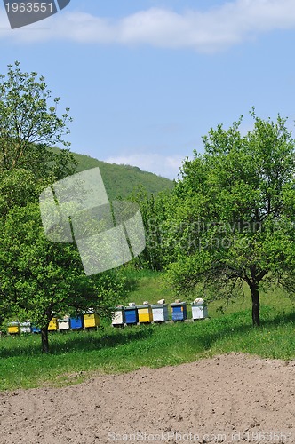 Image of bee home at meadow