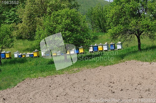 Image of bee home at meadow