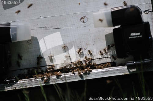 Image of bee home at meadow