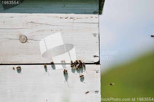 Image of bee home at meadow