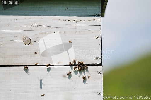 Image of bee home at meadow